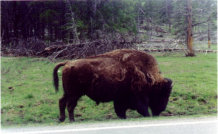 Bison, Yellowstone National Park