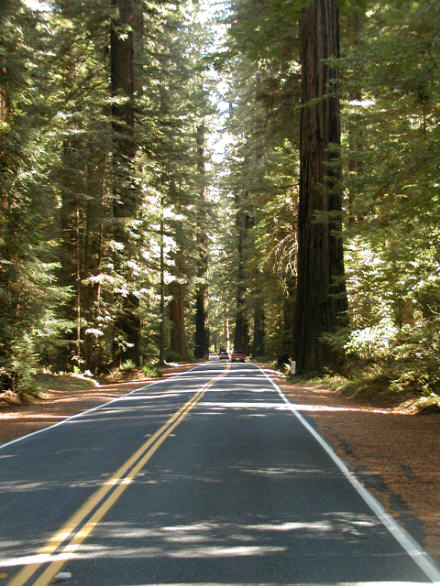 Avenue of the Giants, Humboldt Redwoods S.P.