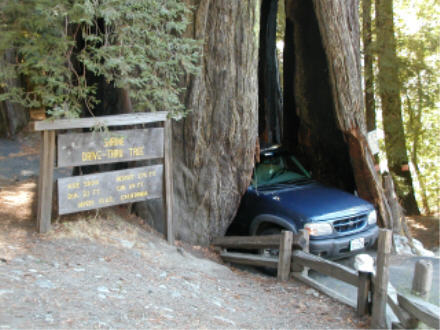 Shrine Drive-Through Tree, Myers Flats, CA