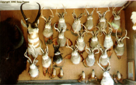 Wall of jackalopes, Herrick's Big Horn Taxidermy, Douglas, WY
