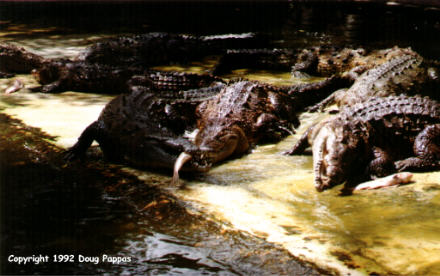 Feeding time for the gators, Everglades Wonder Gardens