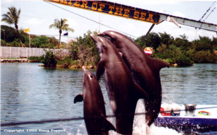 Dolphins, Theater of the Sea, Islamorada, FL