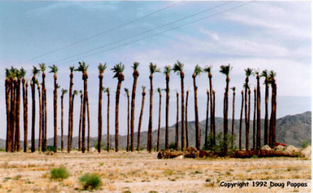 Circle of date trees, Desert Center, CA
