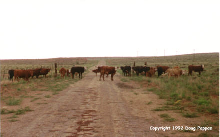 West of Winslow, AZ on a stretch of Old 66 abandoned so long that humans no longer have the right of way