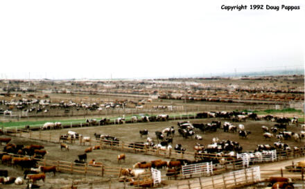 West Kansas stockyard