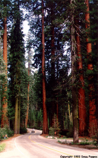 Sequoia National Park