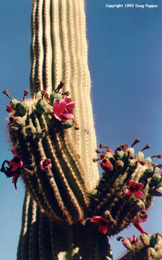 Cactus in bloom, Boyce Thompson Southwest Arboretum
