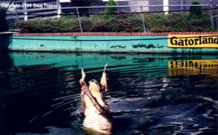 Feeding time at Gatorland, Kissimmee, FL