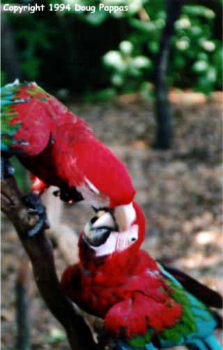 Ouch!  (Sunken Gardens, St. Petersburg, FL)