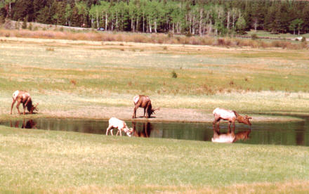 Elk and bighorn sheep at watering hole, Rocky Mountain National Park