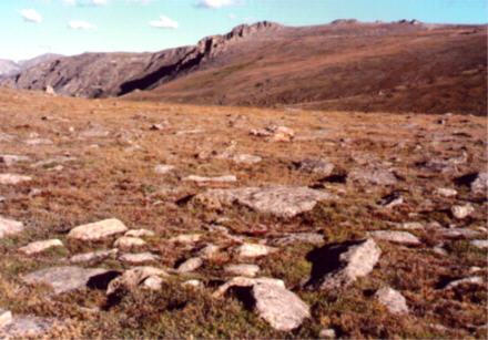 Alpine tundra at 11,769', above timberline, Rocky Mountain National Park