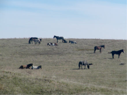 Wild horses, Theodore Roosevelt National Park