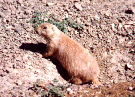 Prairie dog, Theodore Roosevelt National Park