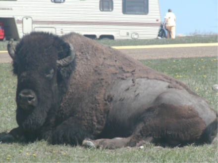 Bison at Theodore Roosevelt National Park overlook