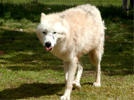 Arctic wolf