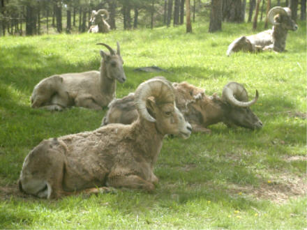 Bighorn sheep