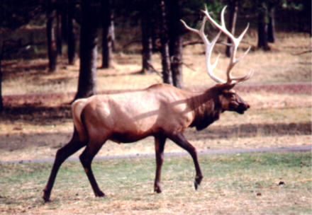 Elk