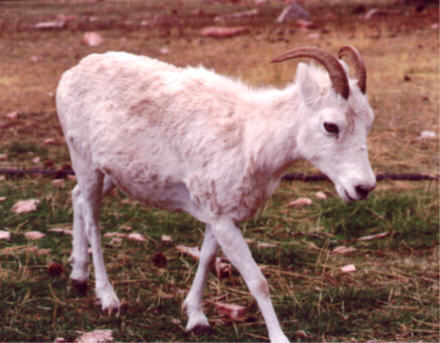 Dall sheep