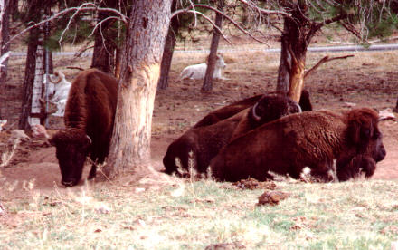 Bison