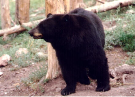 Black bear