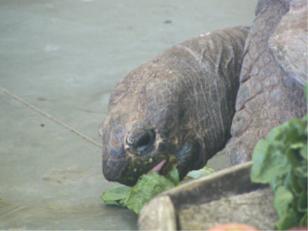 Giant tortoise enjoying a veggie dinner