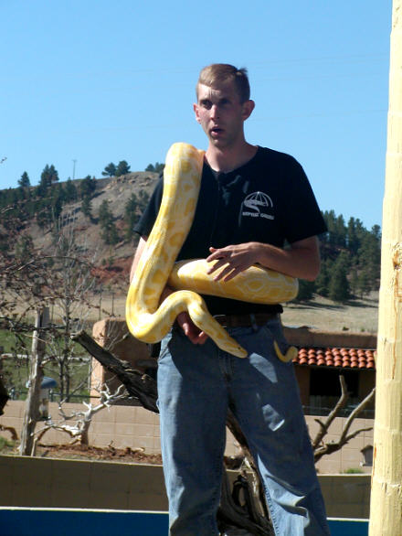 Albino Burmese python