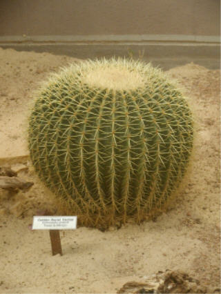 Barrel cactus in Reptile Gardens terrarium