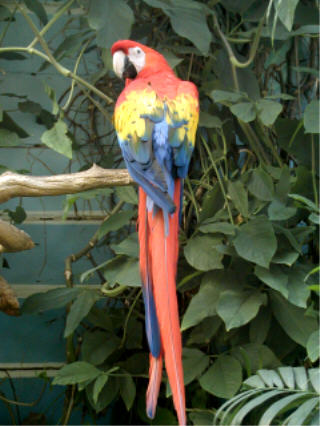 Scarlet macaw